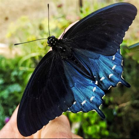 california pipevine swallowtail butterfly identification