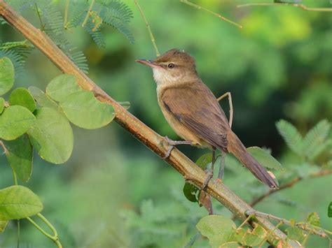 clamorous reed warbler acrocephalus stentoreus birds   world