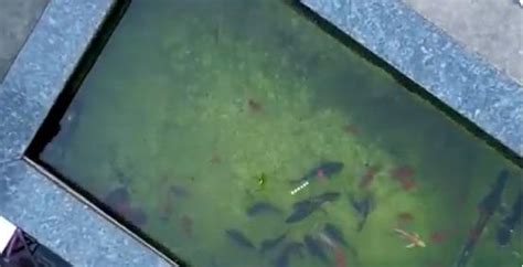 viral video shows drone catching fish