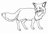 Fox Arctic Coloring Pages Print sketch template