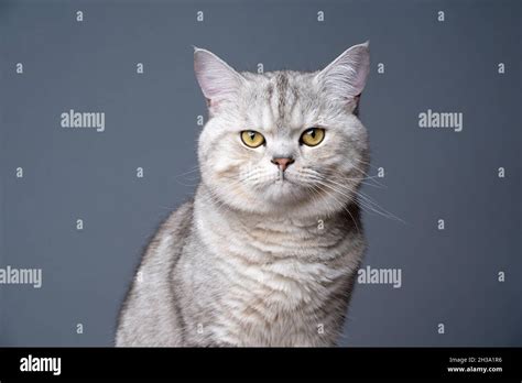 fluffy silver shaded tabby british shorthair cat  yellow eyes