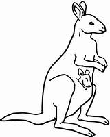 Kangaroo Coloring Pages Tree Getcolorings Color sketch template