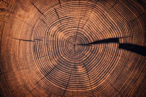 tree core stock  pictures royalty  images istock