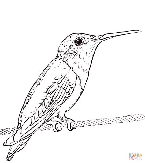 ruby throated hummingbird coloring page  printable coloring pages