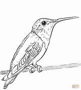 Hummingbird Throated Colibri Ruby Hummingbirds Webstockreview sketch template