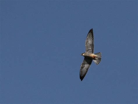 amur bird project shocking amur falcon massacre  nagalandindia