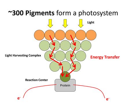 die lichtreaktion powerpoint fuer die kollegstufe