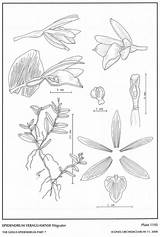 Jimenez Ramosum Subgroup Webpage Epidendrum Hágsater 1992 Epidendra Drawing Type Group sketch template