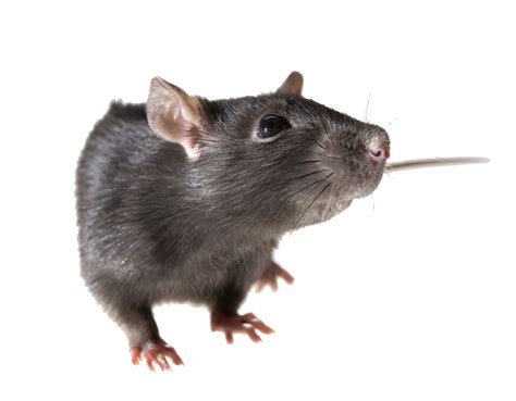 rat hq png image freepngimg