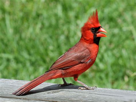 filenorthern cardinal male rwdjpg wikimedia commons