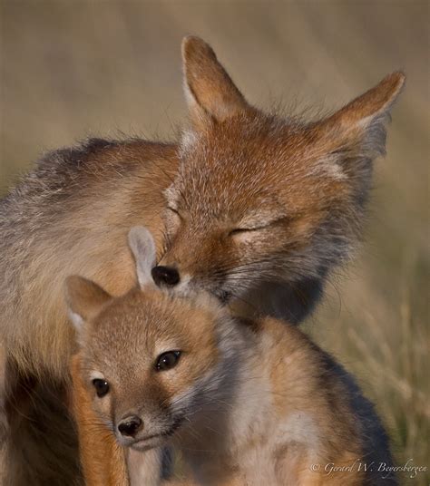 swift fox swift fox vulpes velox female grooming  cle flickr