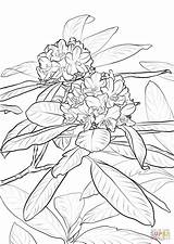 Coloring Rhododendron State Flower Washington Pages Pacific Drawing Azalea Printable Book Indiana Redskins Capitals Oregon Flowers Color Getdrawings Flame Getcolorings sketch template
