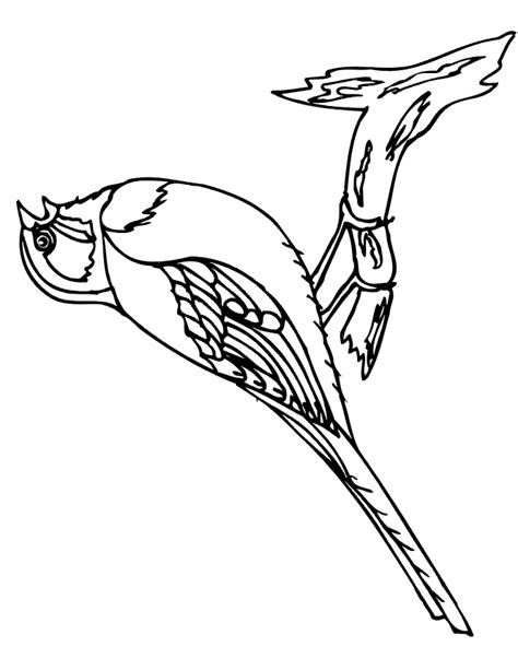 spring coloring page bird perched  branch