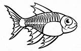 Fish Xray Tetra Cartoon Ray Character Coloring Drawing Clipart Outline Animal Animals Clip Kids Drawings Kindergarten Illustration Graphicriver Visit Book sketch template