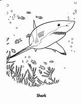 Shark Coloring Pages Kids Printable Tiger Sharks sketch template