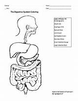Digestive Worksheets Physiology Tpt Resources sketch template