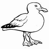 Mouette Seagull Ancenscp sketch template