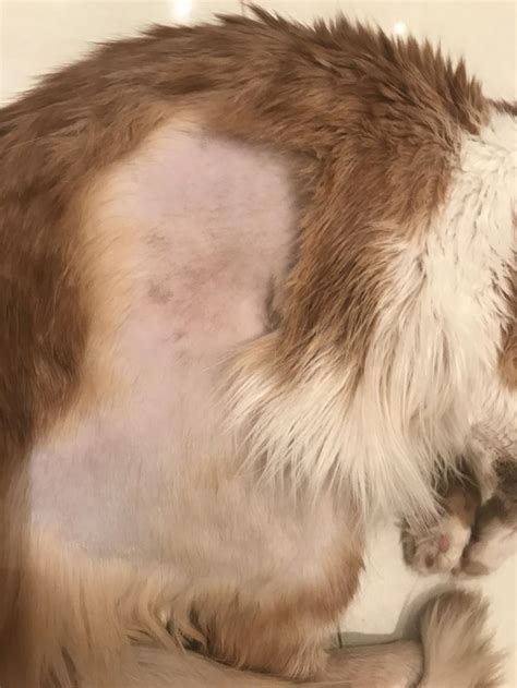 yr  cat   experiencing hair loss   hind leg  started    small