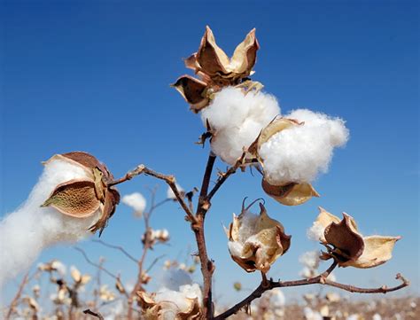 pima cotton information incastreasures  shipping worldwide