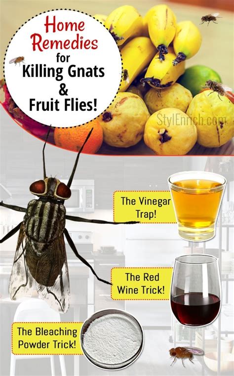 rid  gnats fruit flies  home hometriangle