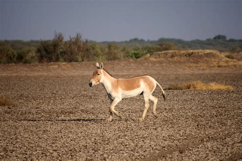 file asiatic wild ass wikimedia commons