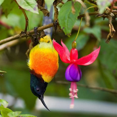 The Green Tailed Sunbird A Living Flying Jewel