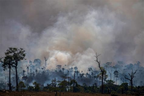 scientists   future  unearth traces   scorched amazon rainforest atlas obscura