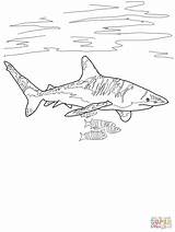 Shark Coloring Pages Reef Drawing Kids Oceanic Whitetip Tipped Printable Great Thresher Super Outline Designlooter Template Easy Drawings Facts Clip sketch template