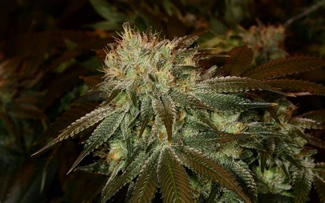 tips  growing og kush cannabis leafly