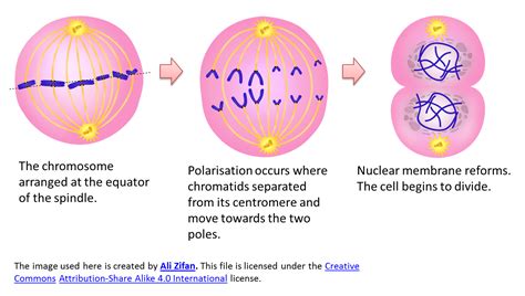 types  cell division spm science