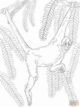 Spider Monkey Coloring Pages Handed Color sketch template