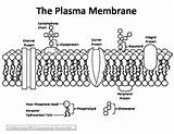 Membrane Plasma Diagram Mosaic Fluid Cell Worksheet Diagrams Answers Sketch Thom Template Ic Science Tpt Defense Coloring sketch template