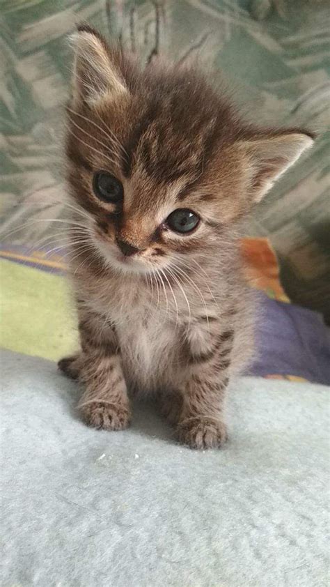 mini kittens cutest kittens cats