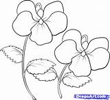 Violets Draw sketch template