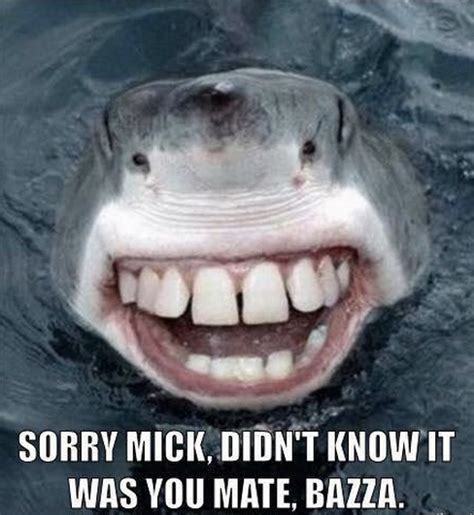 The 18 Best Mick Fanning Shark Memes All In One Place The Inertia
