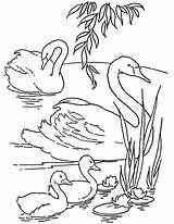 Coloring Swans Printable Pages Baby Thegraphicsfairy Book Fairy Click Sheets Choose Board sketch template