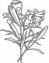 Kolorowanki Lilie Dzieci Bestcoloringpagesforkids Wydruku Lilies sketch template