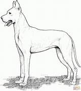 Dane Alano Labrador Mastiff Cani Supercoloring Pintar Perro Cachorros sketch template