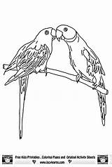 Lorikeet Rainbow Parrot Parrots Macaw Papagei Budgie Ausmalbilder Designlooter sketch template