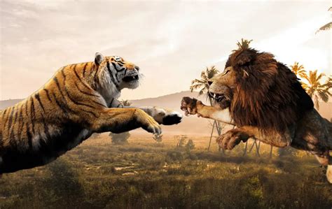 tiger  lion   win   fight   sciquest