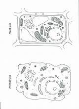 Ciencias Cellula Celula Membrane Science Animale Tejidos Educativo Pulpbits Eukaryoten Prokaryoten Vgl Pflanzenzelle Excel Biología Aula Microscopio Ambientales Labeled Profesor sketch template