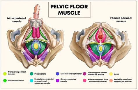 Your Pelvic Floor Muscles Yamuna