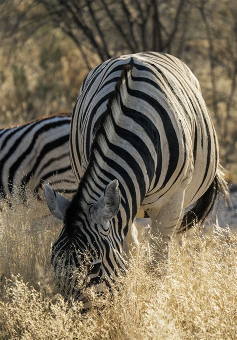 zebra grazing  etosha namibia africa transient light
