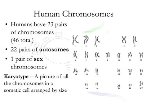 How Many Pairs Of Chromosomes Are In A Human Body
