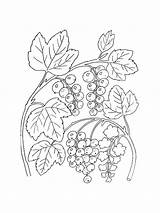 Currant sketch template