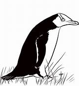 Hoiho Pebble Penguins Supercoloring sketch template