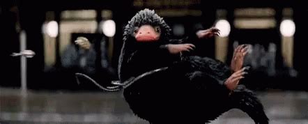 fantastic beasts gif fantastic beasts discover share gifs