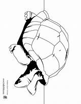 Tortoise Coloring Giant Drawing 12kb Getdrawings Clipartmag Clipart Pages sketch template