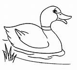 Duck Coloring Pages Printable Kids Colouring Color Mallard sketch template