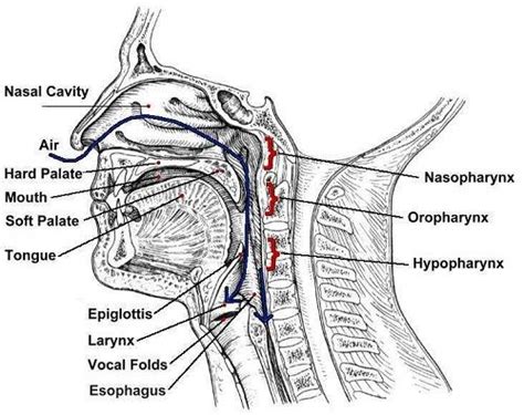 throat anatomy throat anatomy anatomy sewing machine parts